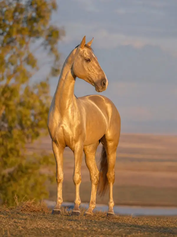 Cal Akhal Teke — fotografie fine-art, colecția Wildë