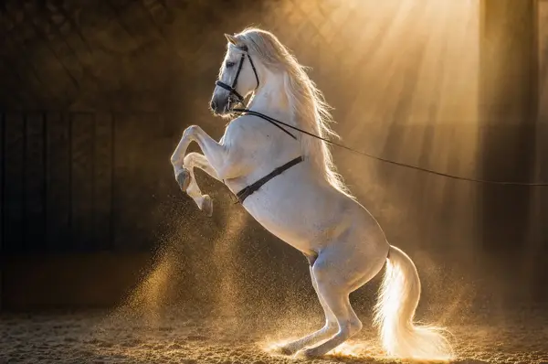 Cal Lipizzaner — fotografie fine-art, colecția Wildë