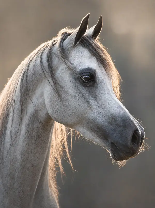 Cal Arabian — fotografie fine-art, colecția Wildë