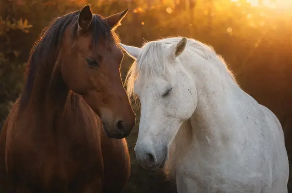 Cal Golden Pair — fotografie fine-art, colecția Wildë