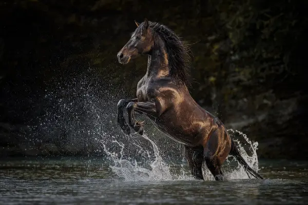 Fotografie ecvestră fine-art din colecția Wildë — cadrul 2 din 100
