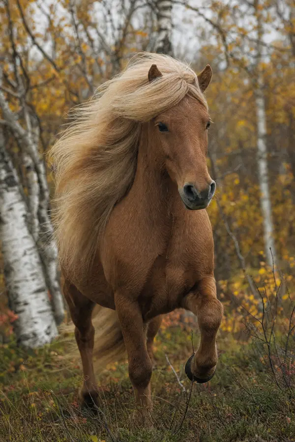 Fotografie ecvestră fine-art din colecția Wildë — cadrul 4 din 100