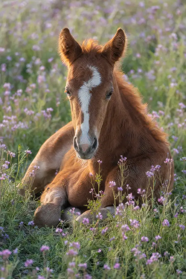 Fotografie ecvestră fine-art din colecția Wildë — cadrul 6 din 100