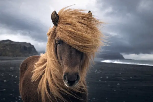Fotografie ecvestră fine-art din colecția Wildë — cadrul 7 din 100