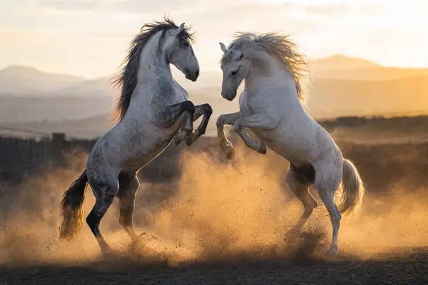 Fotografie ecvestră fine-art din colecția Wildë — cadrul 8 din 100