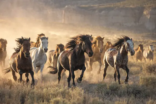 Fotografie ecvestră fine-art din colecția Wildë — cadrul 11 din 100