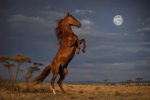 Fotografie ecvestră fine-art din colecția Wildë — cadrul 13 din 100