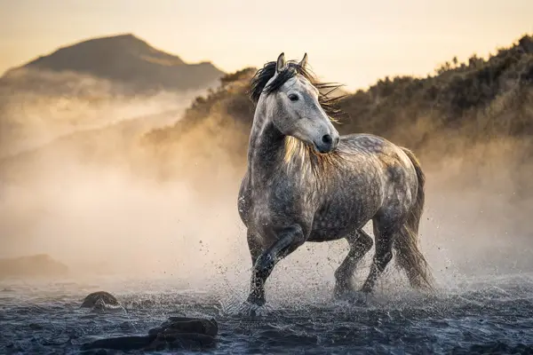 Fotografie ecvestră fine-art din colecția Wildë — cadrul 14 din 100