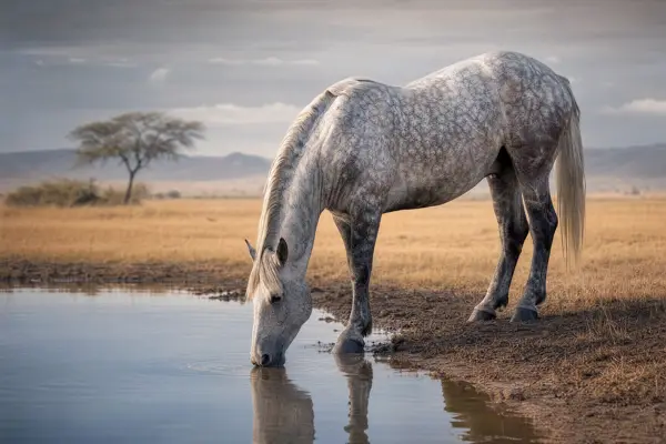 Fotografie ecvestră fine-art din colecția Wildë — cadrul 17 din 100
