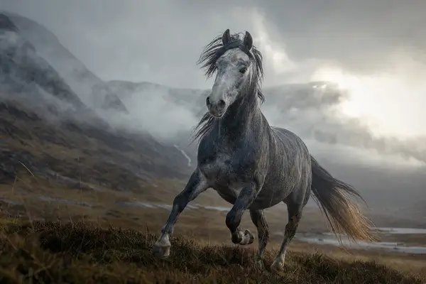 Fotografie ecvestră fine-art din colecția Wildë — cadrul 18 din 100