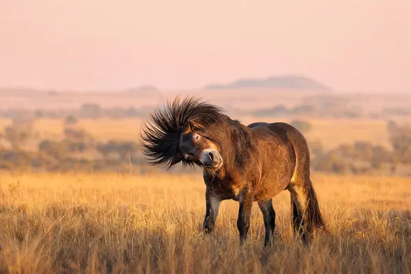 Fotografie ecvestră fine-art din colecția Wildë — cadrul 21 din 100