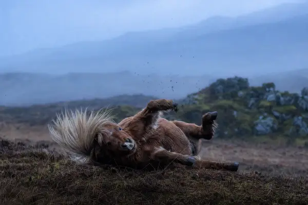 Fotografie ecvestră fine-art din colecția Wildë — cadrul 22 din 100