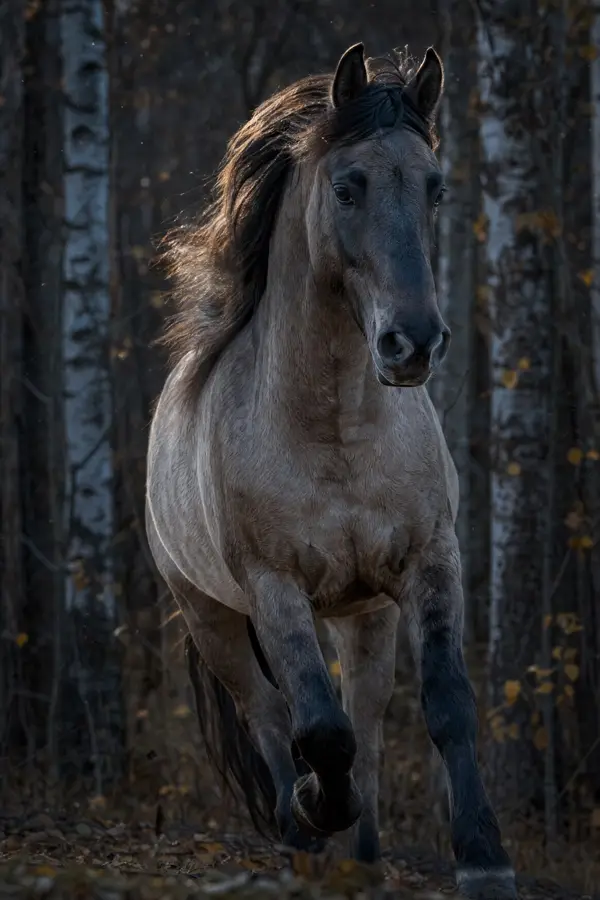 Fotografie ecvestră fine-art din colecția Wildë — cadrul 23 din 100