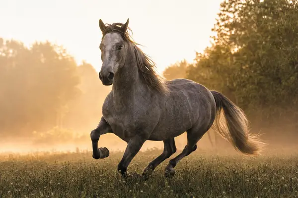 Fotografie ecvestră fine-art din colecția Wildë — cadrul 24 din 100