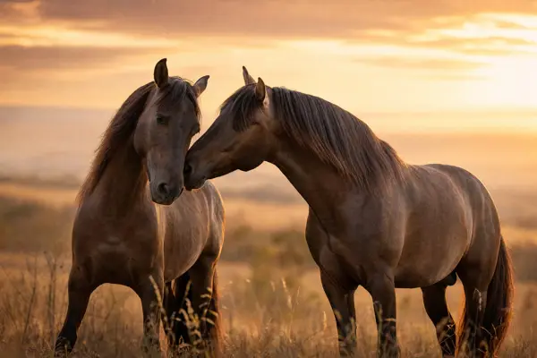 Fotografie ecvestră fine-art din colecția Wildë — cadrul 25 din 100