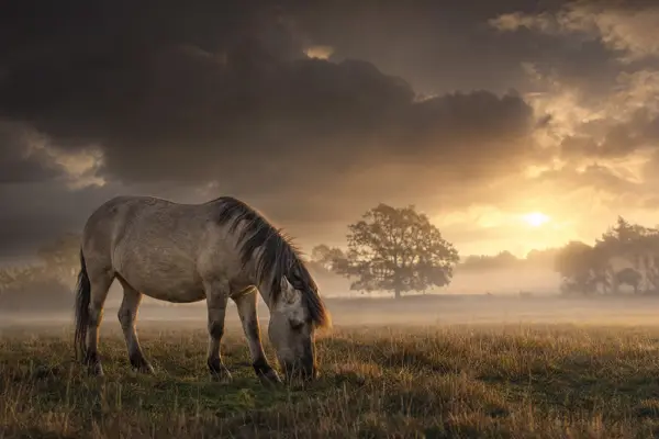 Fotografie ecvestră fine-art din colecția Wildë — cadrul 28 din 100