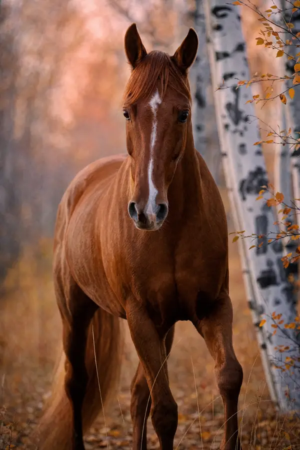 Fotografie ecvestră fine-art din colecția Wildë — cadrul 31 din 100