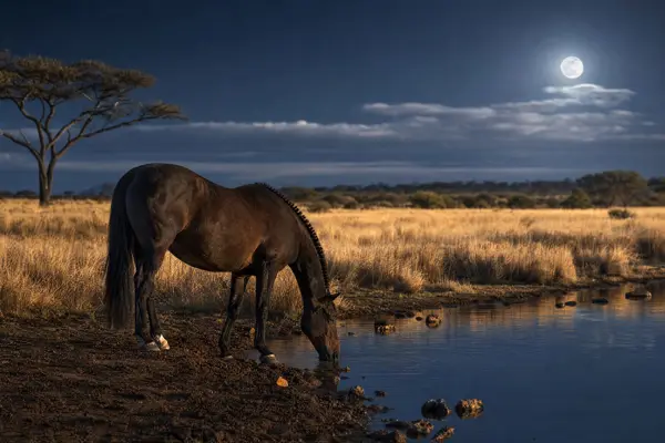 Fotografie ecvestră fine-art din colecția Wildë — cadrul 33 din 100