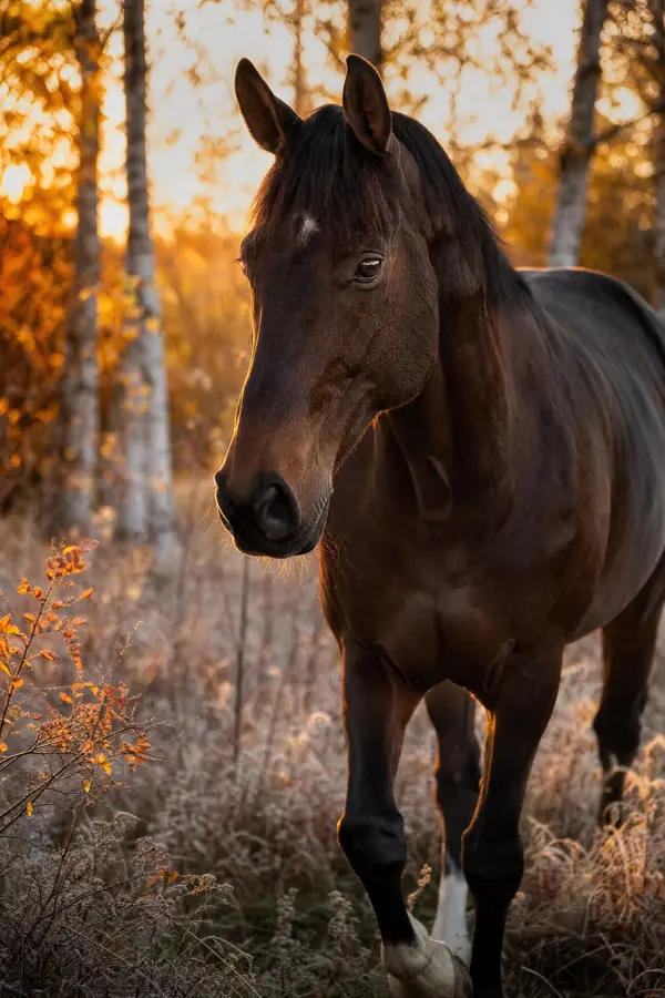 Fotografie ecvestră fine-art din colecția Wildë — cadrul 35 din 100
