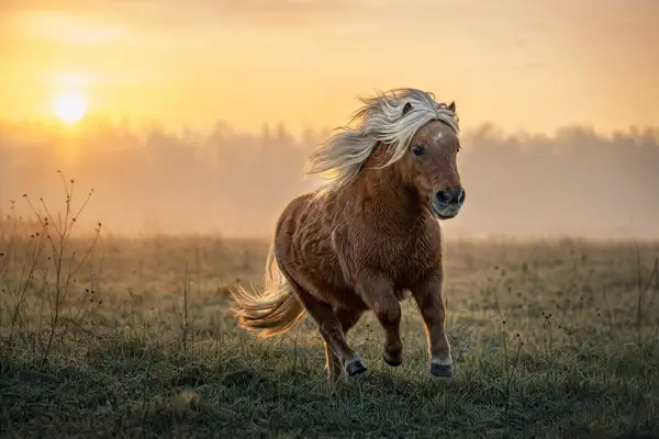 Fotografie ecvestră fine-art din colecția Wildë — cadrul 36 din 100