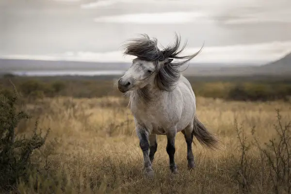 Fotografie ecvestră fine-art din colecția Wildë — cadrul 37 din 100