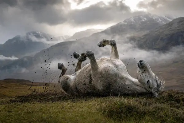 Fotografie ecvestră fine-art din colecția Wildë — cadrul 38 din 100