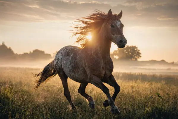 Fotografie ecvestră fine-art din colecția Wildë — cadrul 40 din 100