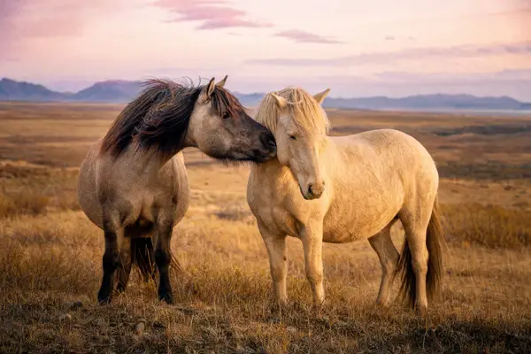 Fotografie ecvestră fine-art din colecția Wildë — cadrul 41 din 100