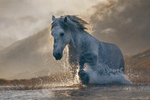 Fotografie ecvestră fine-art din colecția Wildë — cadrul 44 din 100