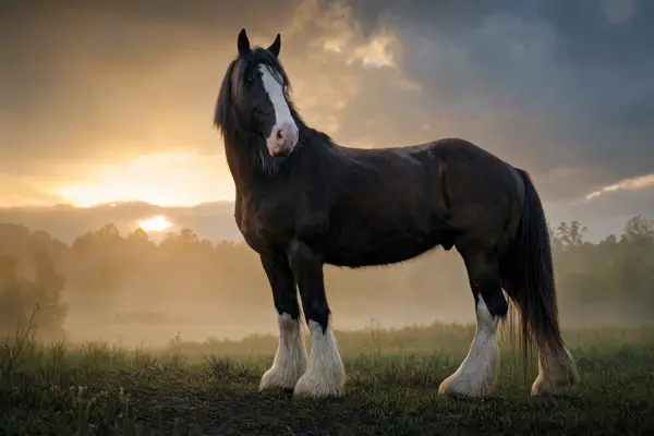 Fotografie ecvestră fine-art din colecția Wildë — cadrul 46 din 100