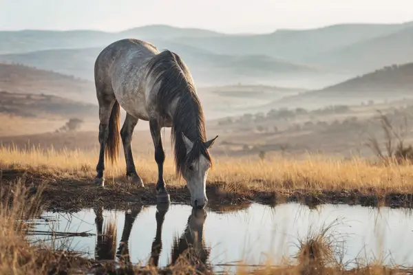Fotografie ecvestră fine-art din colecția Wildë — cadrul 47 din 100