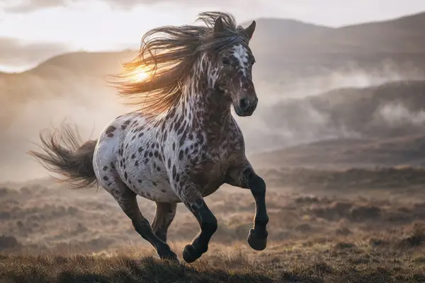 Fotografie ecvestră fine-art din colecția Wildë — cadrul 48 din 100