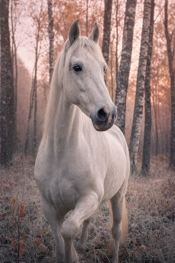 Fotografie ecvestră fine-art din colecția Wildë — cadrul 49 din 100