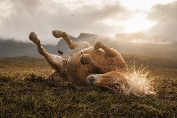 Fotografie ecvestră fine-art din colecția Wildë — cadrul 52 din 100