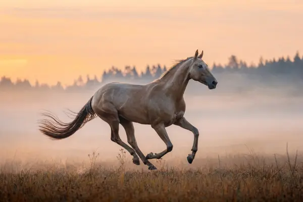 Fotografie ecvestră fine-art din colecția Wildë — cadrul 54 din 100