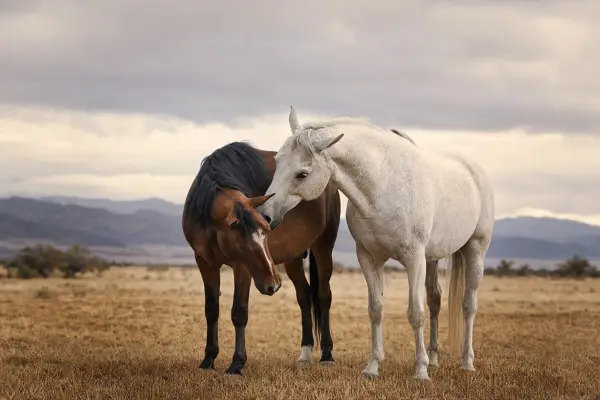 Fotografie ecvestră fine-art din colecția Wildë — cadrul 55 din 100