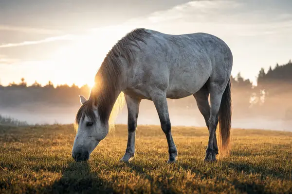 Fotografie ecvestră fine-art din colecția Wildë — cadrul 58 din 100