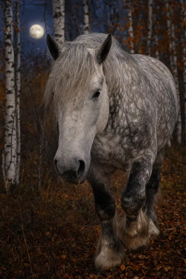 Fotografie ecvestră fine-art din colecția Wildë — cadrul 61 din 100