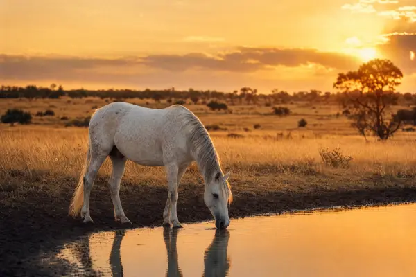 Fotografie ecvestră fine-art din colecția Wildë — cadrul 63 din 100