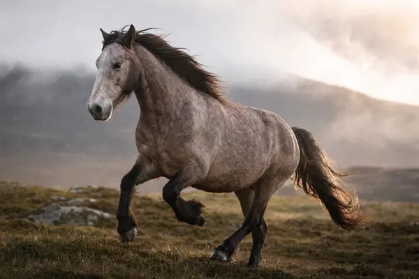 Fotografie ecvestră fine-art din colecția Wildë — cadrul 64 din 100