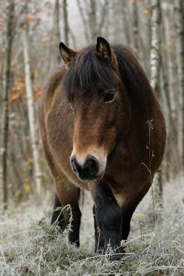 Fotografie ecvestră fine-art din colecția Wildë — cadrul 65 din 100
