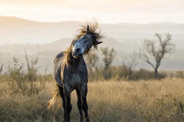 Fotografie ecvestră fine-art din colecția Wildë — cadrul 67 din 100