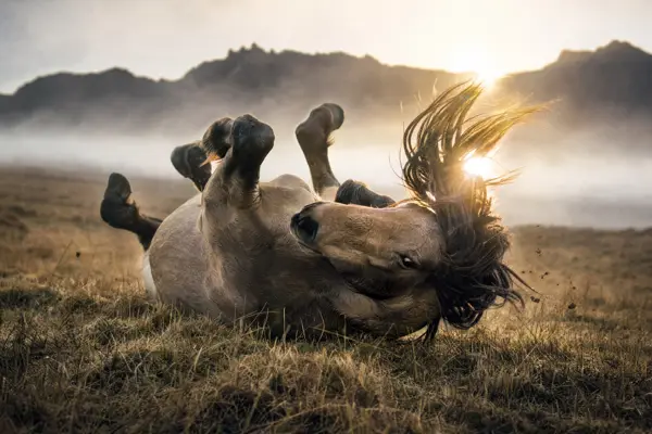 Fotografie ecvestră fine-art din colecția Wildë — cadrul 68 din 100