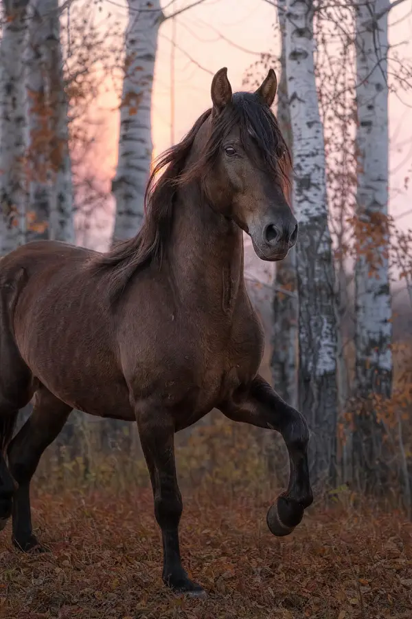 Fotografie ecvestră fine-art din colecția Wildë — cadrul 69 din 100