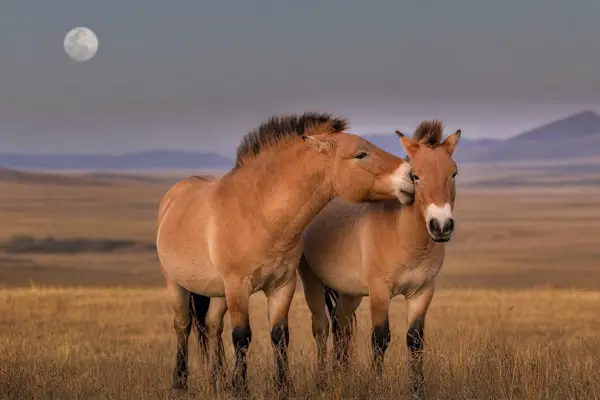 Fotografie ecvestră fine-art din colecția Wildë — cadrul 71 din 100