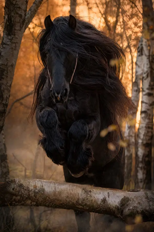 Fotografie ecvestră fine-art din colecția Wildë — cadrul 73 din 100