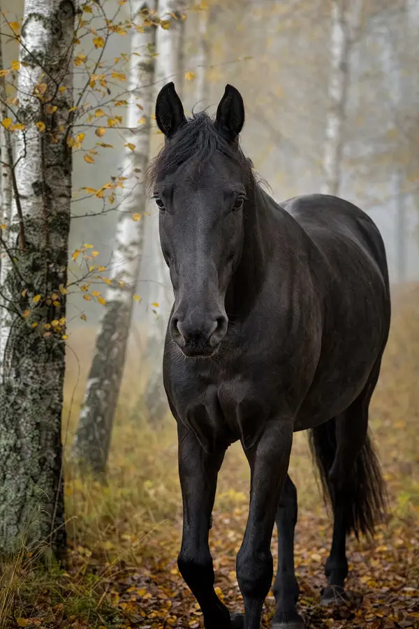 Fotografie ecvestră fine-art din colecția Wildë — cadrul 77 din 100