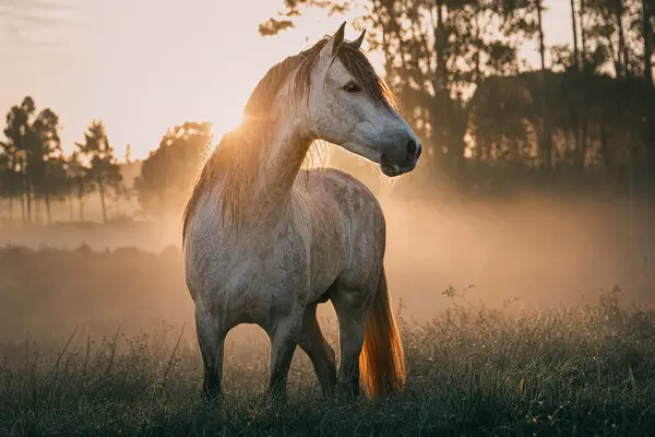 Fotografie ecvestră fine-art din colecția Wildë — cadrul 78 din 100