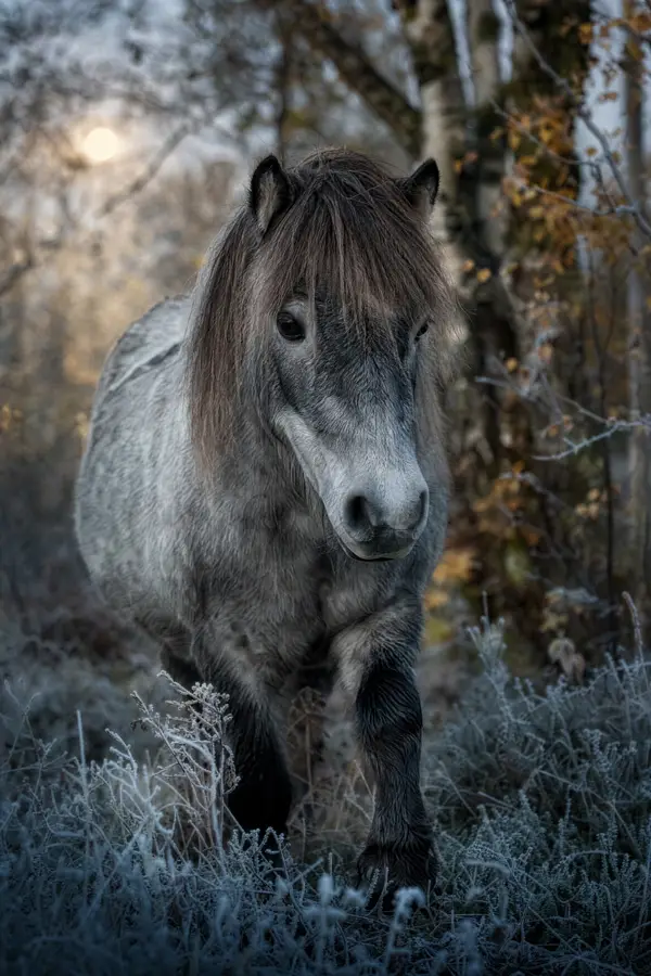 Fotografie ecvestră fine-art din colecția Wildë — cadrul 80 din 100