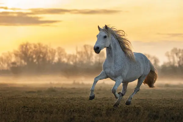 Fotografie ecvestră fine-art din colecția Wildë — cadrul 81 din 100